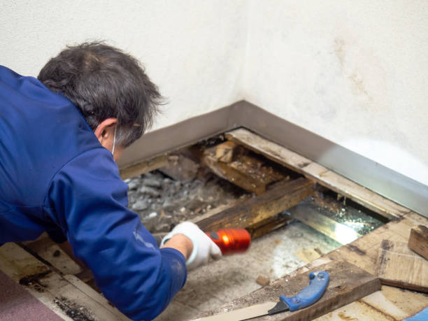Best Commercial Mold Removal  in Topaz Ranch Estates, NV