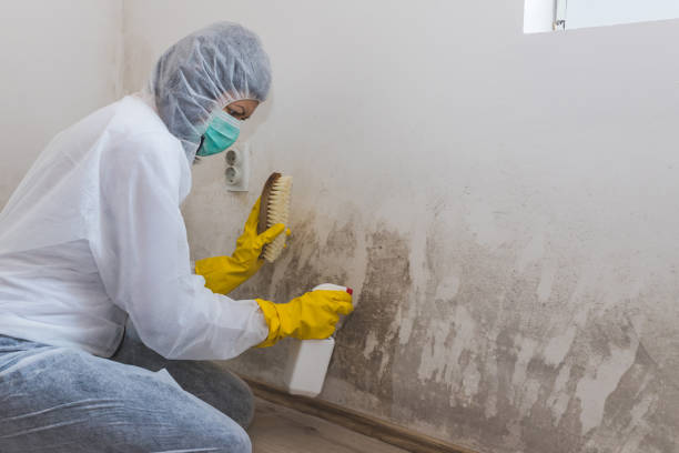 Best Office Mold Removal Services  in Topaz Ranch Estates, NV