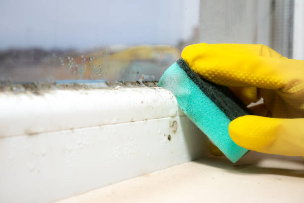 Best Black Mold Removal  in Topaz Ranch Estates, NV