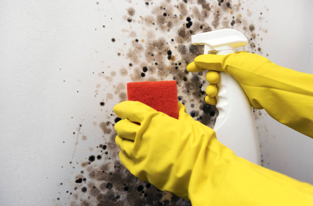 Topaz Ranch Estates, NV Mold Removal Company