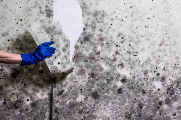 Best Same-Day Mold Removal  in Topaz Ranch Estates, NV