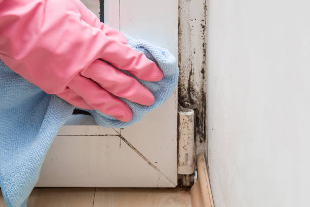 Best Mold Cleaning Services  in Topaz Ranch Estates, NV